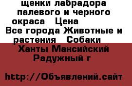 щенки лабрадора палевого и черного окраса › Цена ­ 30 000 - Все города Животные и растения » Собаки   . Ханты-Мансийский,Радужный г.
